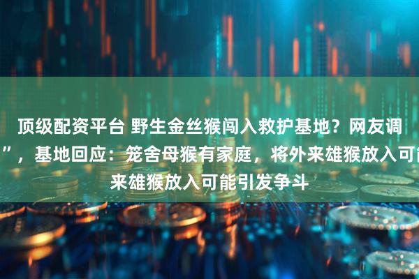 顶级配资平台 野生金丝猴闯入救护基地?网友调侃“找配偶”,基地回应:笼舍母猴有家庭,将外来雄猴放入可能引发争斗